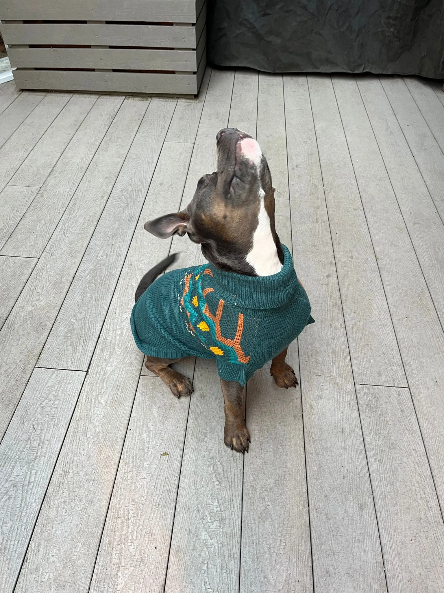 Heritage Dog Sweater