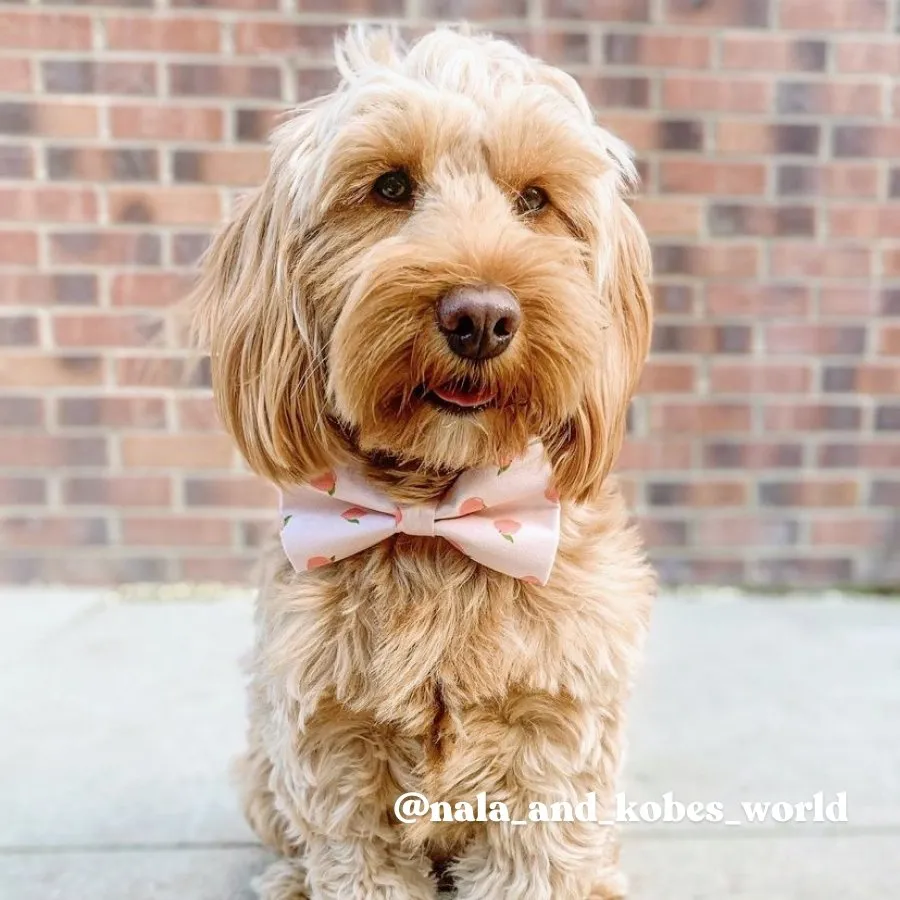 Peach Bowtie Unbreakable Collar™ & Leash Set