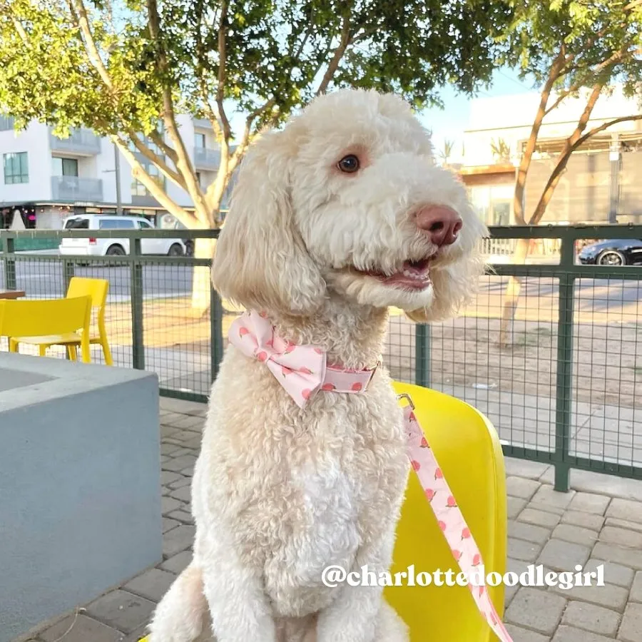 Peach Bowtie Unbreakable Collar™ & Leash Set