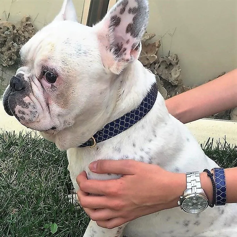 "Gentleman" Collar & Bracelet